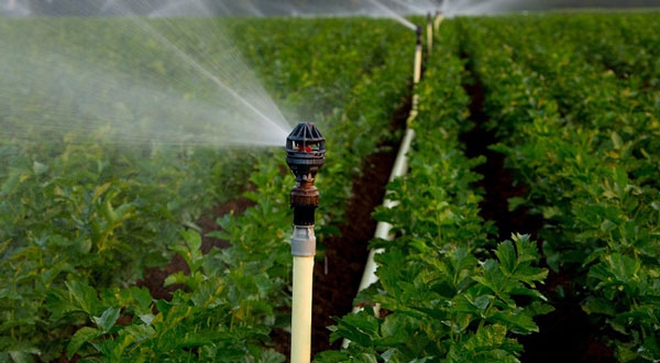 Máy bơm tưới cây trồng là gì? Ưu điểm của máy bơm nước tưới cây trồng