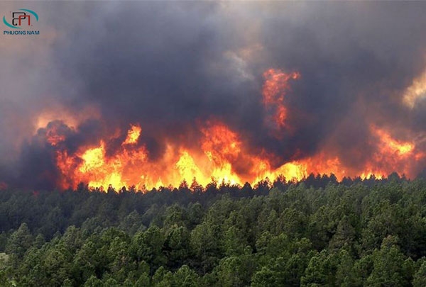 Dự án phòng cháy chữa cháy rừng - Phòng tránh rủi ro cho mùa khô